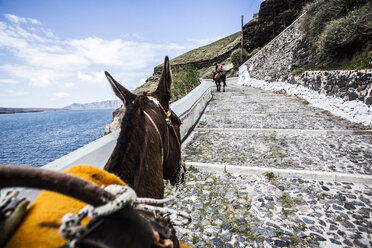 Esel auf Santorin, Griechenland - AURF03143