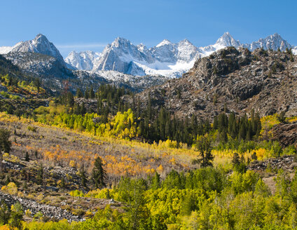 Herbst-Aspen unterhalb des Sierra-Kamms, Gebiet Bishop, Kalifornien - AURF03145