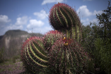 Ferocactus wislizenii-Kaktus in Wirikuta, Real de Catorce, San Luis Potosi, Mexiko - AURF03147