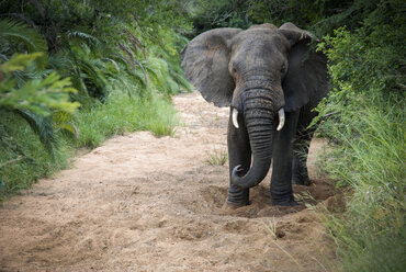 Elefant im Hluhluwe-Imfolozi-Wildreservat in Südafrika. - AURF03148