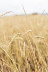 China, Yunnan province, Dongchuan, Red Land, ripe wheat ears - KKAF01533