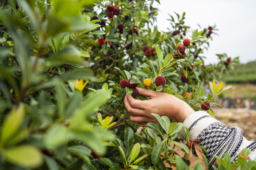 Junger Mann erntet Wachsbeeren - KKAF01547