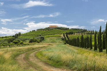 Italien, Toskana, Monsummano Terme, Weinberge - JUNF01186