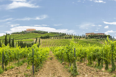 Italien, Toskana, Monsummano Terme, Weinberg - JUNF01188