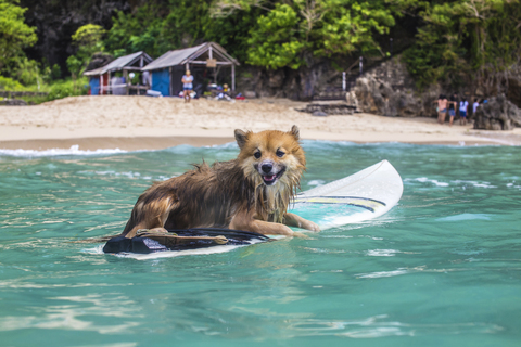 Funny dog on surfboard in the ocean water. stock photo