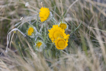 Blumen an den Spectacle Lakes, Rocky Mountain National Park, Colorado. - AURF03209