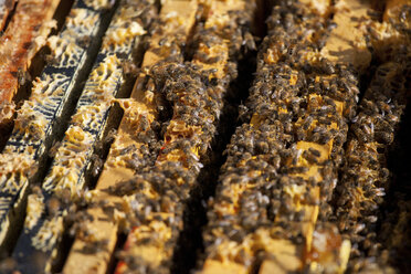 Honeybees - AURF03235