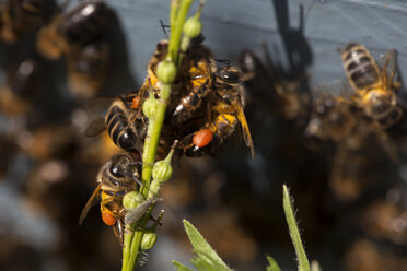 Honigbienen mit Pollen an den Beinen stehen vor einem Bienenstand der Imker von Puremiel im Naturpark Los Alcornocales in der Provinz Cadiz, Andalusien, Spanien - AURF03258