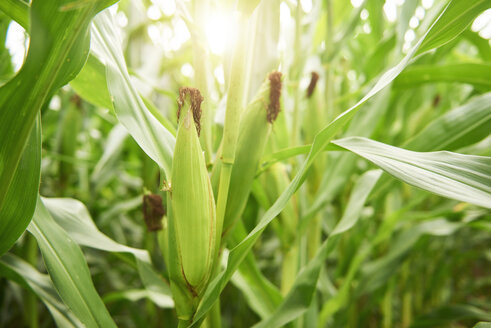 Close-up of corn cobs in field, - ABIF00946