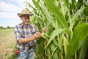 Farmer at cornfield examining maize plants - ABIF00948
