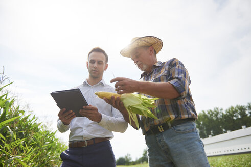 Landwirt und Geschäftsmann mit Tablet und Maiskolben auf dem Feld - ABIF00951