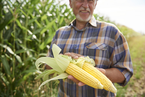 Landwirt hält zwei Maiskolben im Maisfeld, lizenzfreies Stockfoto