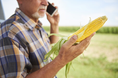 Farmer holding corn cob and talking on cell phone on field - ABIF00954