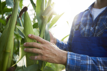 Close-up of farmer at cornfield examining maize plants - ABIF00958