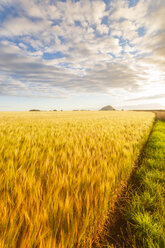 United KIngdom, East Lothian, Barley field, Hordeum vulgare - SMAF01146