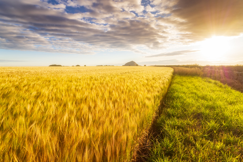 United KIngdom, East Lothian, Barley field, Hordeum vulgare stock photo