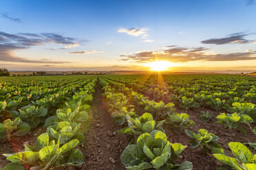 Vereinigtes Königreich, East Lothian, Rosenkohlfeld, Brassica oleracea, in der Abendsonne - SMAF01148