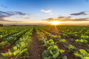 United KIngdom, East Lothian, field of brussels sprouts, Brassica oleracea, against the evening sun - SMAF01148