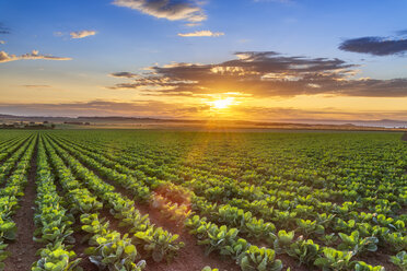 United KIngdom, East Lothian, field of brussels sprouts, Brassica oleracea, against the evening sun - SMAF01149