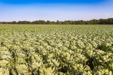 Vereinigtes Königreich, East Lothian, Rosenkohlfeld, Brassica oleracea - SMAF01151