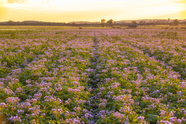 United KIngdom, East Lothian, flowering potato field, Solanum tuberosum, at sunrise - SMAF01153