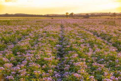 Vereinigtes Königreich, East Lothian, blühendes Kartoffelfeld, Solanum tuberosum, bei Sonnenaufgang - SMAF01153