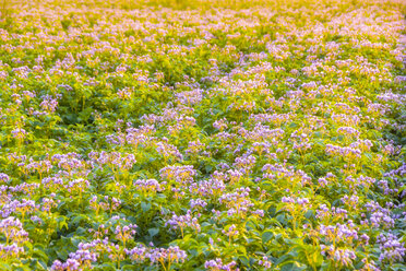 United KIngdom, East Lothian, flowering potato field, Solanum tuberosum, in the morning light, full frame - SMAF01154