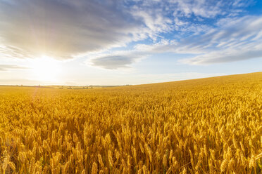 Vereinigtes Königreich, East Lothian, Weizenfeld, Triticum sativum, gegen die Sonne - SMAF01155