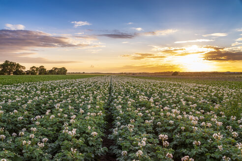 Vereinigtes Königreich, East Lothian, blühendes Kartoffelfeld, Solanum tuberosum, bei Sonnenuntergang - SMAF01158