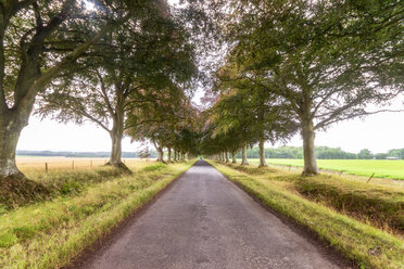 Vereinigtes Königreich, East Lothian, leere Straße, von Bäumen gesäumt - SMAF01161