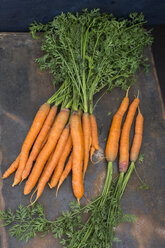Bunch of carrots - JUNF01230