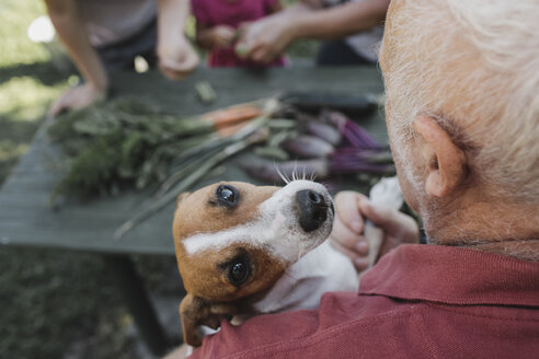 Porträt eines Jack Russel Terriers auf dem Arm eines älteren Mannes - KMKF00485