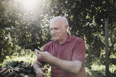 Porträt eines zufriedenen älteren Mannes, der im Garten auf sein Handy schaut - KMKF00491