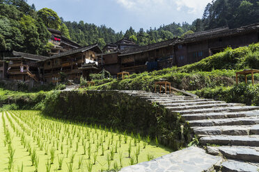 China, Guizhou, Miao rice plantation - KKAF01623