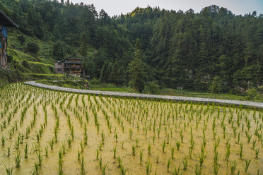 China, Guizhou, Miao rice plantation - KKAF01642