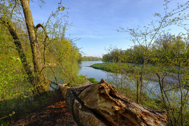 Beaver bite marks on tree - SIEF07992