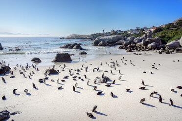 Afrika, Simon's Town, Boulders Beach, Brillenpinguin, Kolonie von Schwarzfußpinguinen, Spheniscus demersus - WEF00455