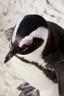 Portrait of black-footed penguin, Spheniscus demersus - WEF00456