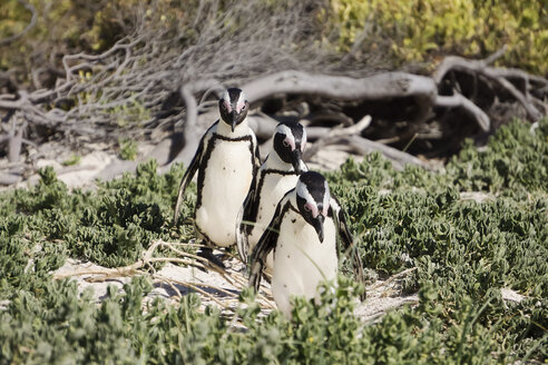 Afrika, Simon's Town, Boulders Beach, Brillenpinguin, Drei Schwarzfußpinguine beim Spaziergang, Spheniscus demersus - WEF00457