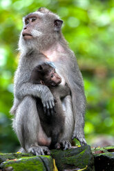 Makakenaffen im Sacred Monkey Forest. - AURF03353