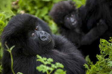 Berggorillas im Dschungel der Virunga-Berge in Ruanda. - AURF03413