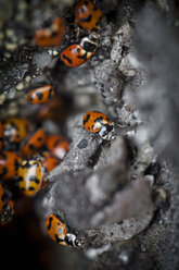 Zahlreiche Marienkäfer (Coccinellidae) besiedeln ein Gebiet hoch oben an einem Berghang. - AURF03445