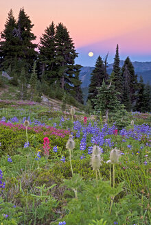 Mount Rainier Monduntergang - AURF03459