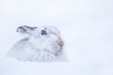 Mountain Hare,Lepus timidus Close up portrait of an adult in its white winter coat trying to conceal itself in the snow. February. Scotish Mountains, Scotland, UK. - AURF03463