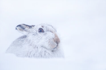 Schneehase,Lepus timidus Nahaufnahme eines erwachsenen Tieres in seinem weißen Winterfell, das versucht, sich im Schnee zu verstecken. Februar, Scotish Mountains, Schottland, UK. - AURF03463
