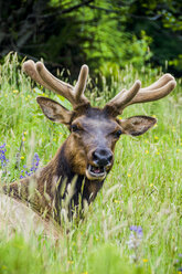 Portrait of elk grazing and laying down in wildflowers and grass, Redwood National Park, California. - AURF03481