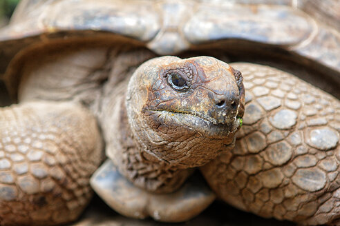 Eine der 157 Riesenschildkröten der Changuu (Gefängnis)-Insel von Sansibar. - AURF03482