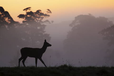 Rothirschkuh bei Sonnenaufgang in der britischen Landschaft, Somerset, UK, lizenzfreies Stockfoto