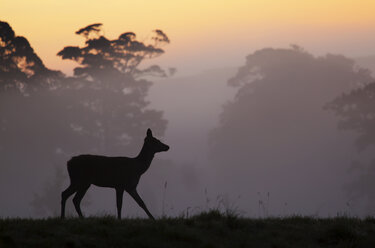 Red Deer hind at sunrise in British contryside,Somerset,UK - AURF03505