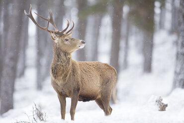 Red deer Cervus elaphus, Stag in snowfall, Highlands,Scotland - AURF03506